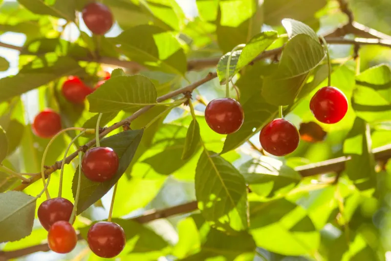 1. Tart Cherries