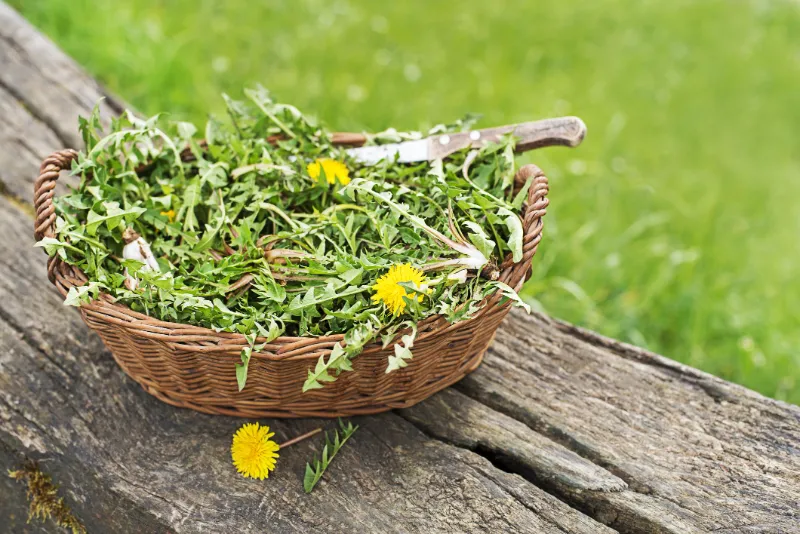 10. Dandelion Greens