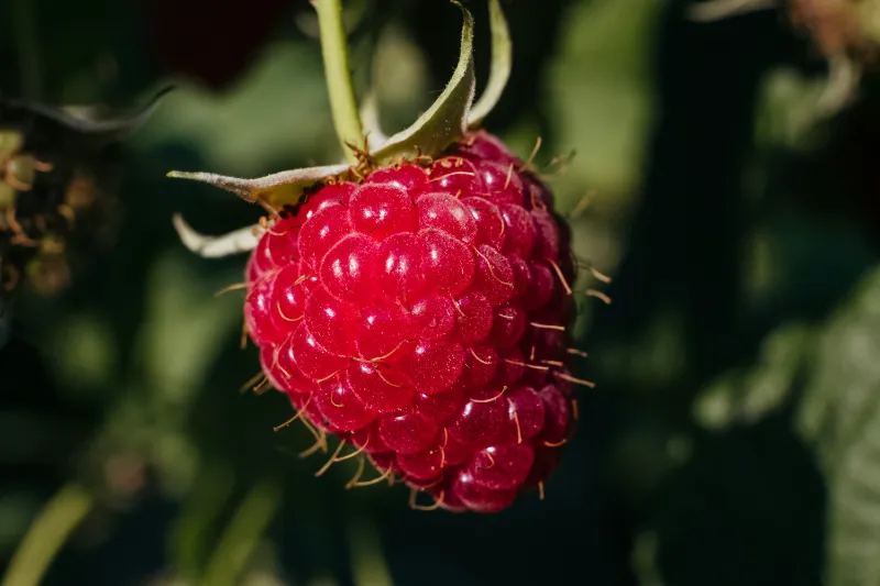 14. Raspberries
