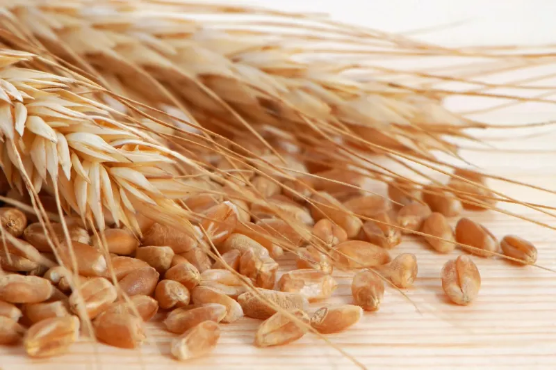 15. Wheat Germ 1