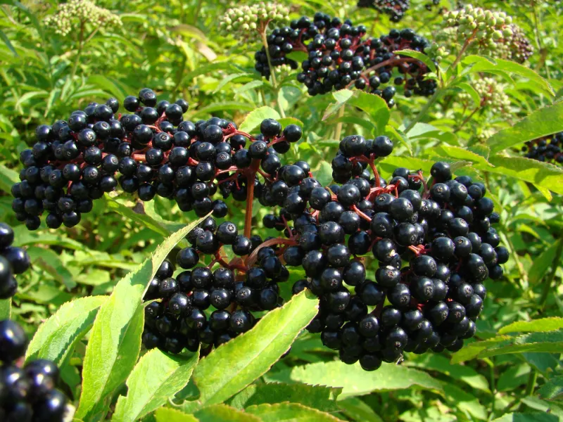 16. Elderberry