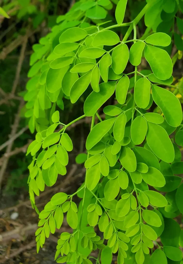 17. Moringa
