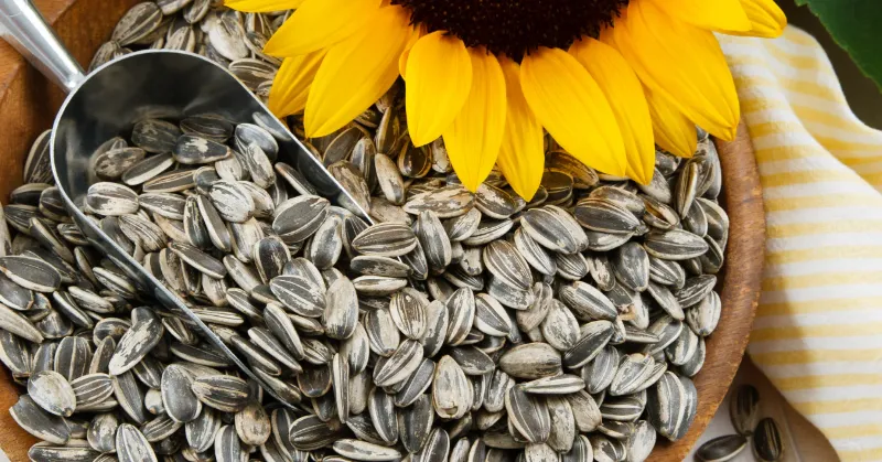 17. Sunflower Seeds