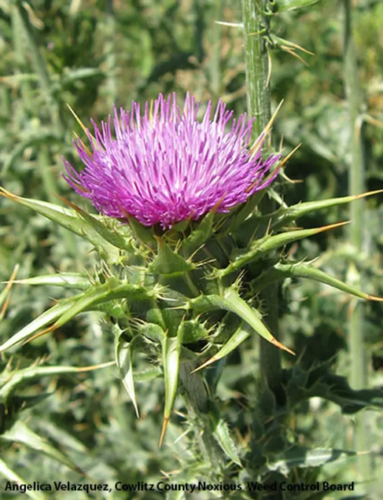 19. Milk Thistle