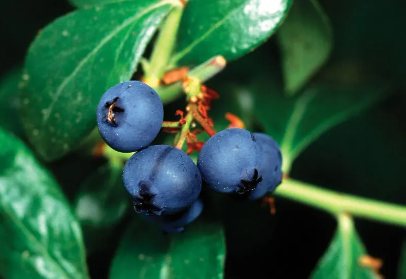 2. Blueberries