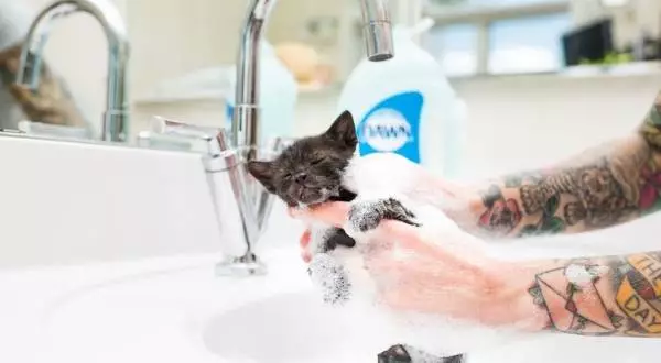 Does dawn dish soap kill fleas on kittens
