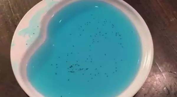 How does dawn dish soap kill fleas