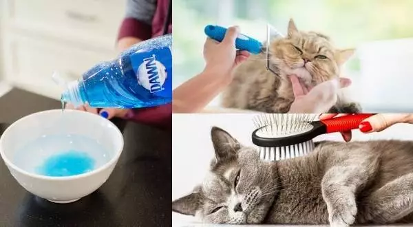 How to use dawn dish soap for fleas on cats