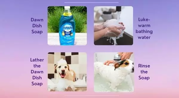 How to use dawn dish soap for fleas on dogs