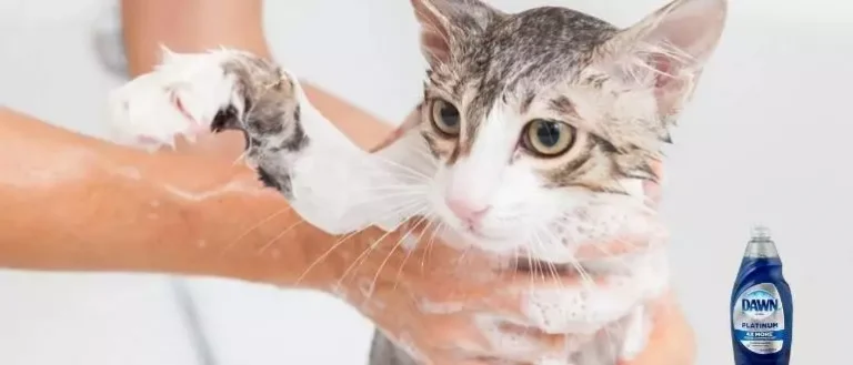 Is Dawn Dish Soap Safe For Cats In 2022 | Guide & Tips