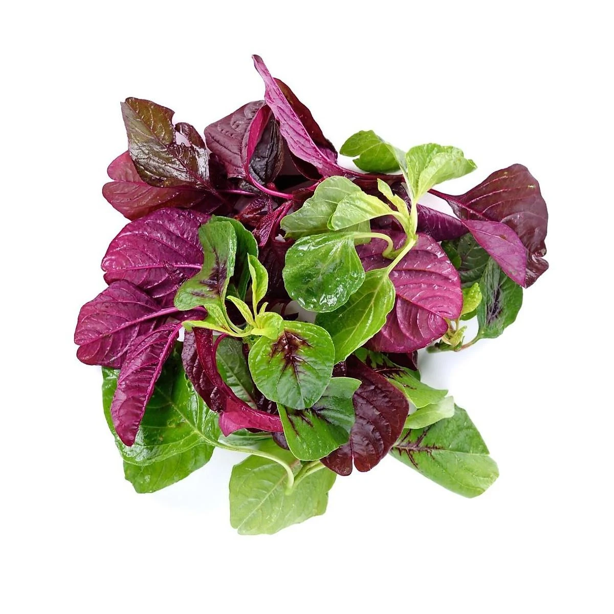 24. Amaranth Leaves