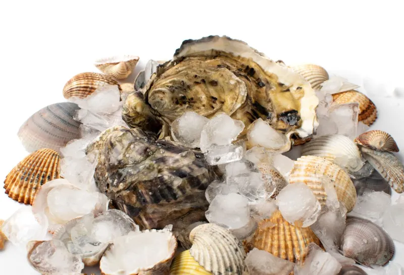 26. Oysters