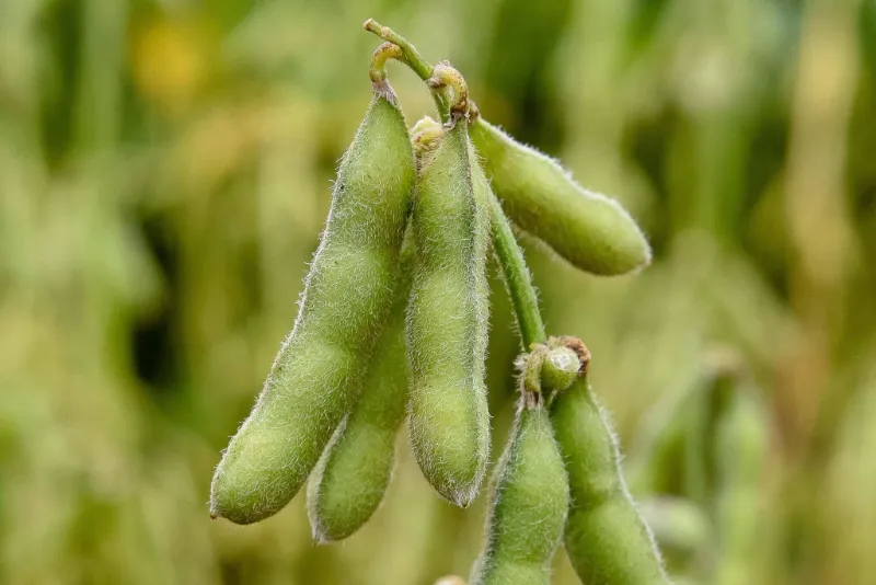 27. Edamame