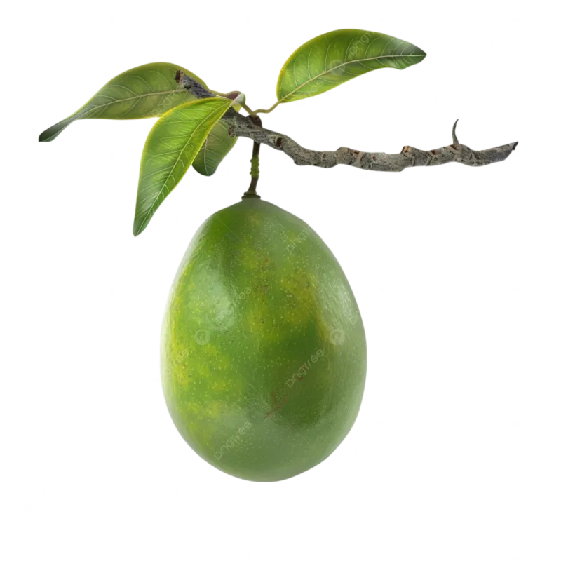 33. Mango Unripe