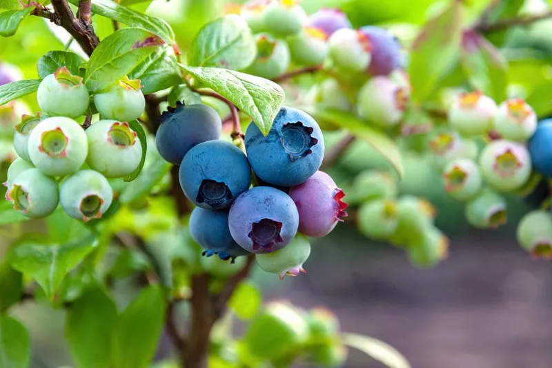 4. Blueberries