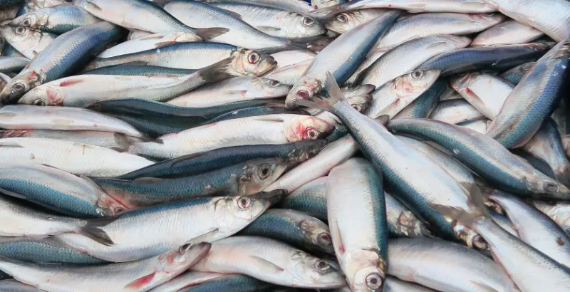 7. Herring