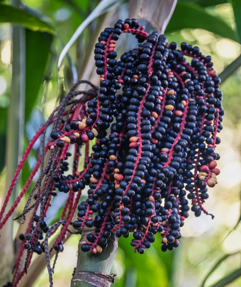 Acai Berries