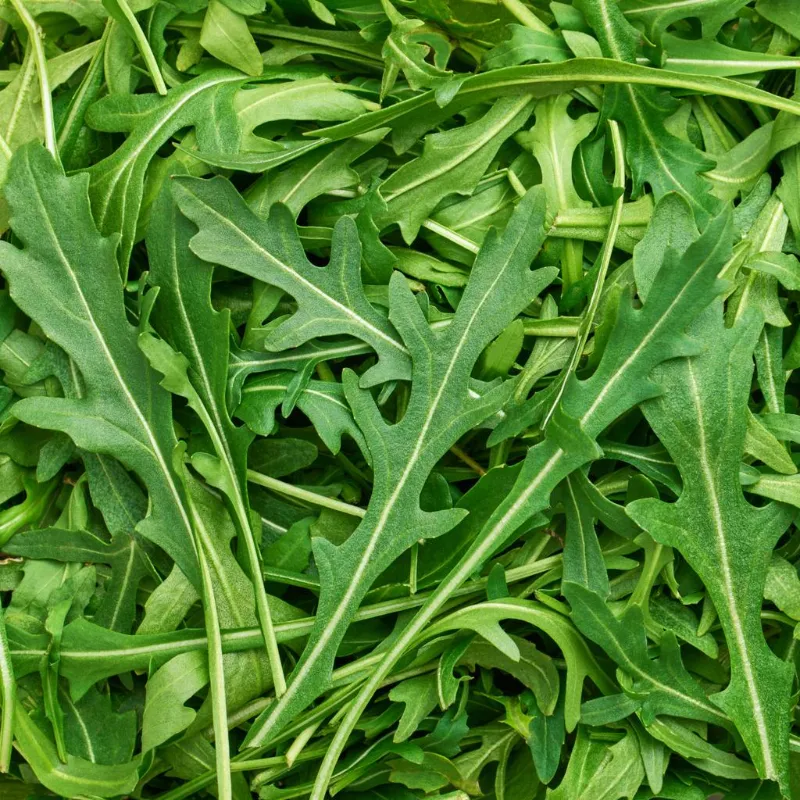 Arugula