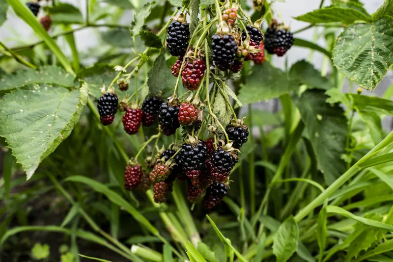 Blackberries 1