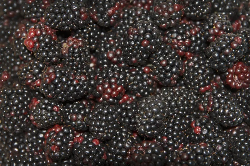 Blackberries 2