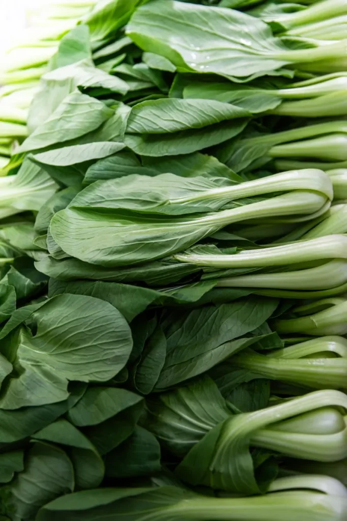 Bok Choy 1