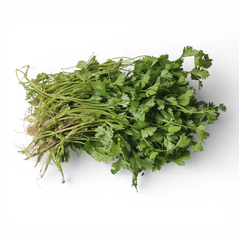 Cilantro