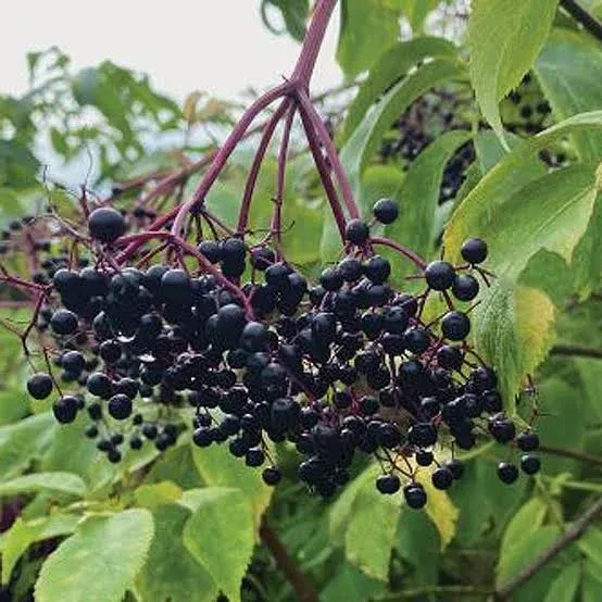 Elderberries