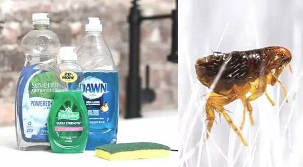 How Does Dawn Dish Soap Kill Fleas