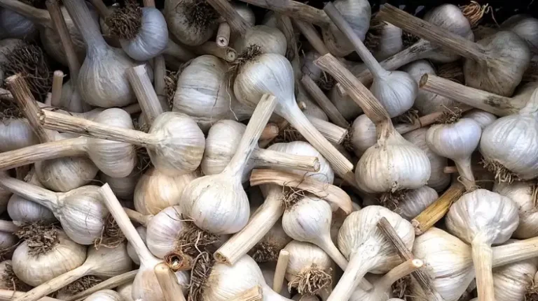 How Long Does Garlic Last In Pantry?