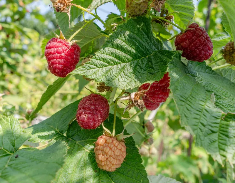 Raspberries 2