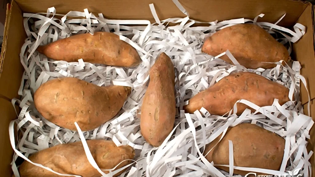 Shelf Life of Sweet Potatoes in the Pantry