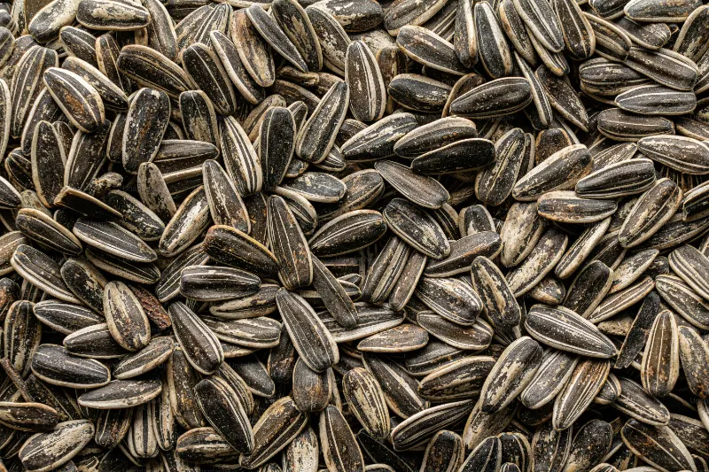 Sunflower Seeds 2