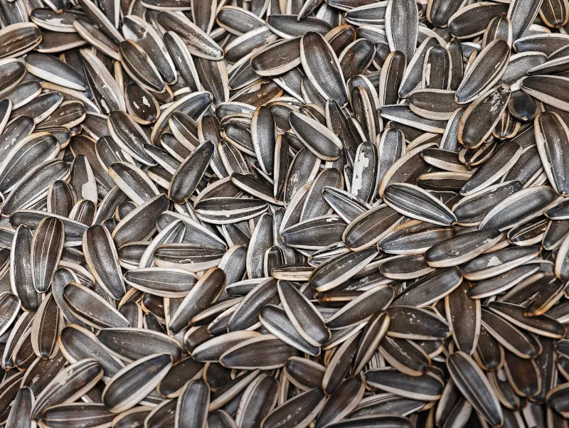 Sunflower Seeds 3