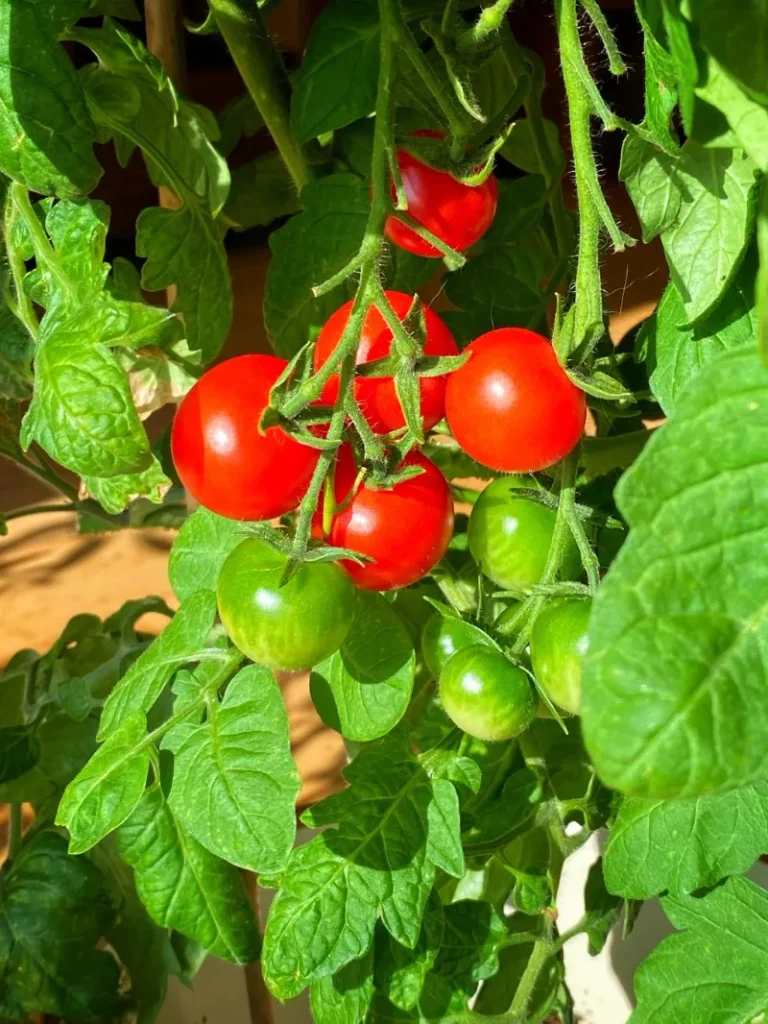 Tomatoes