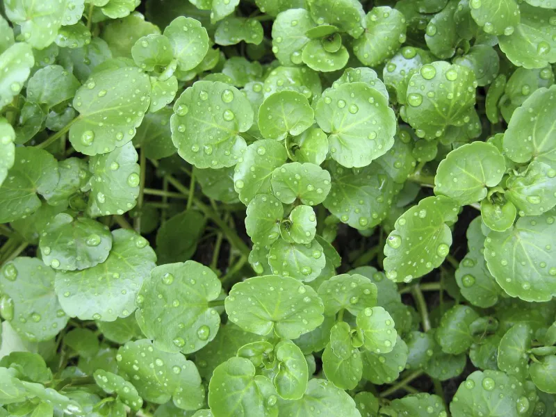 Watercress