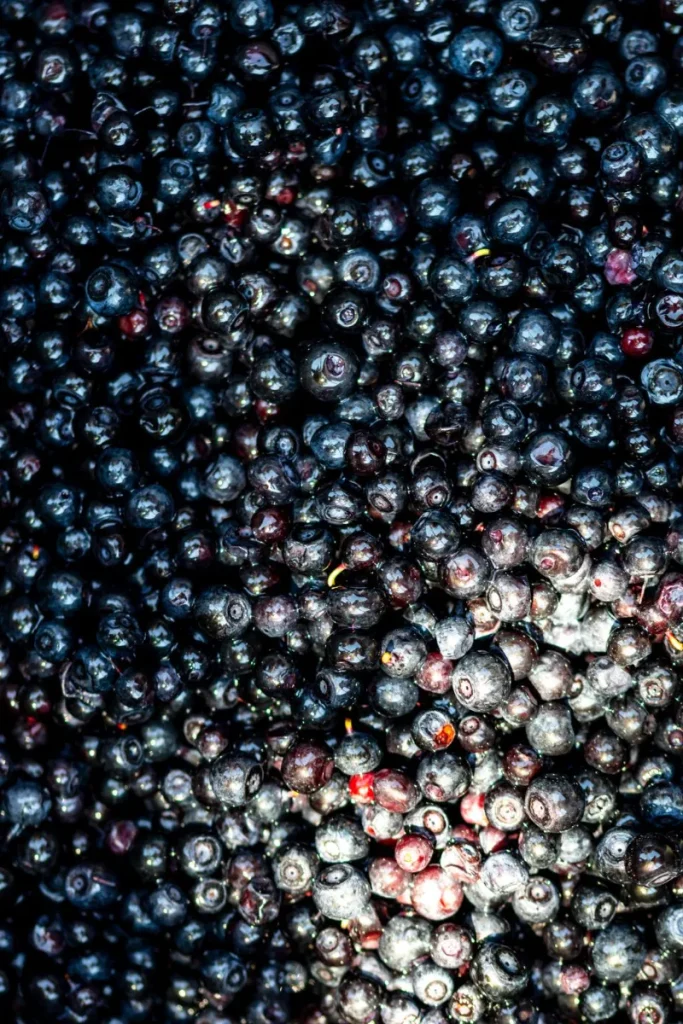 Wild Blueberries