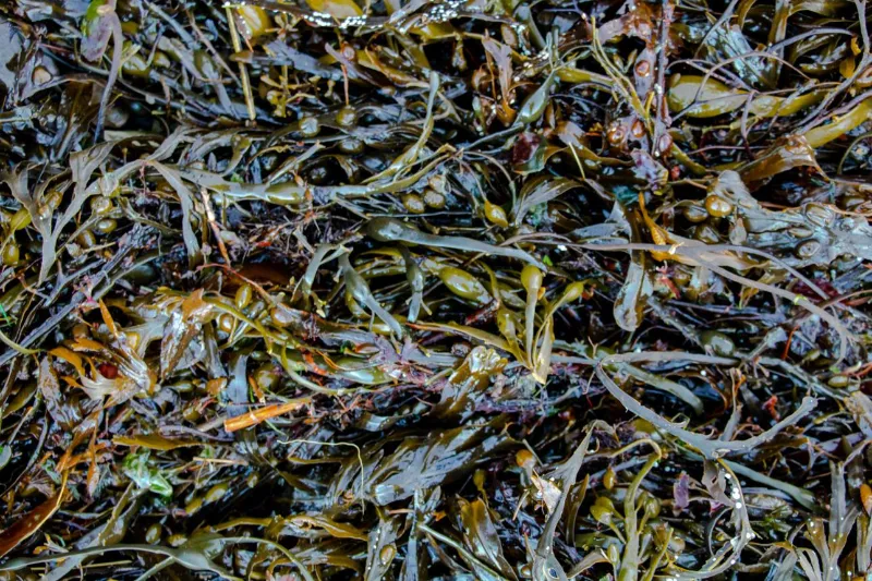 🌊 Seaweed