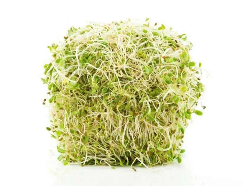 🌱 Raw Sprouts Alfalfa Radish Clover