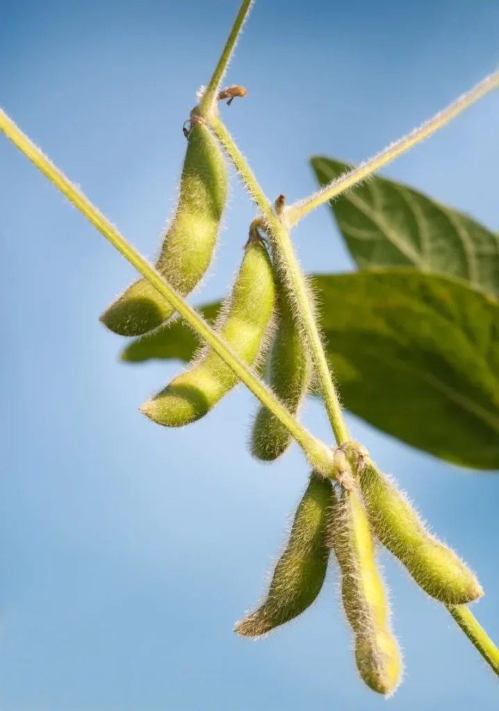 🌱 Soybeans