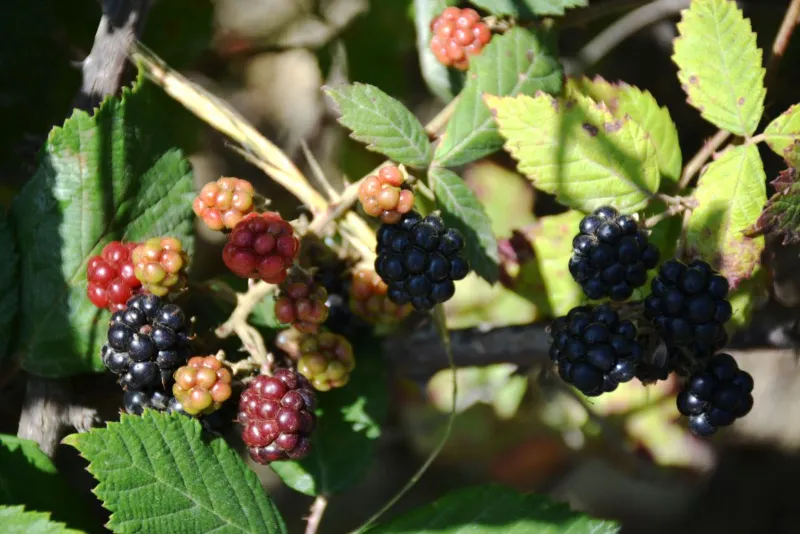 🍇 Blackberries