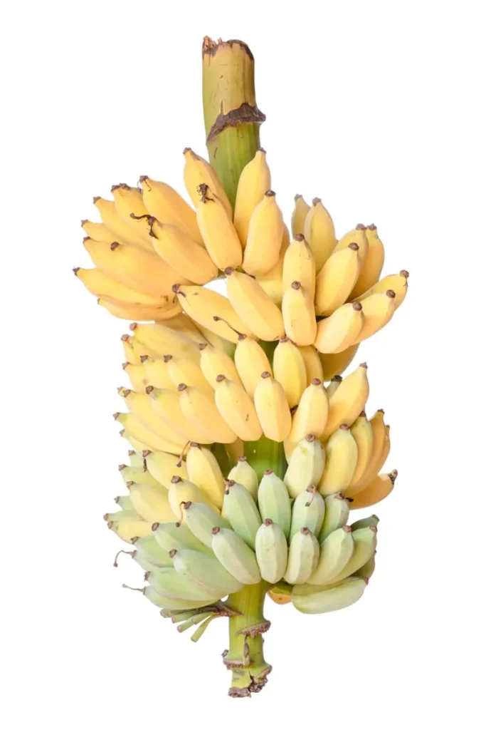 🍌 Bananas 2