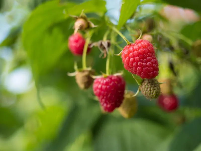 🍓 Raspberries 2
