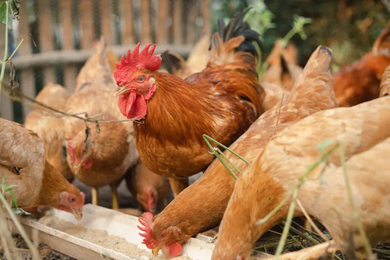 🍗 Pasture Raised Chicken