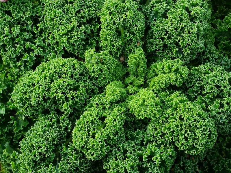 🥬 Kale