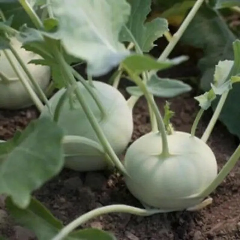 🥬 Kohlrabi