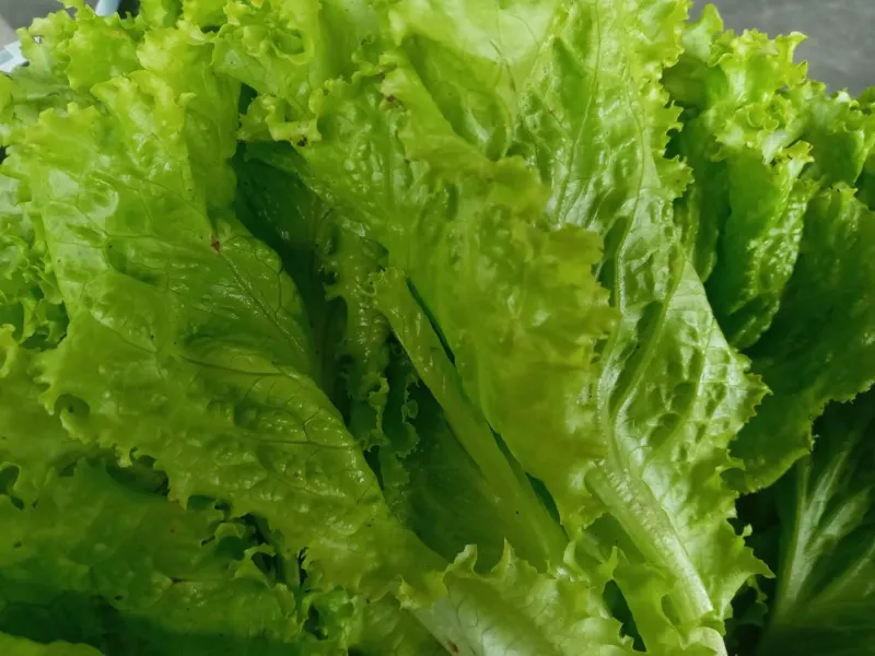 🥬 Lettuce