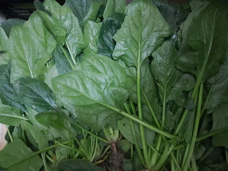 🥬 Spinach 9