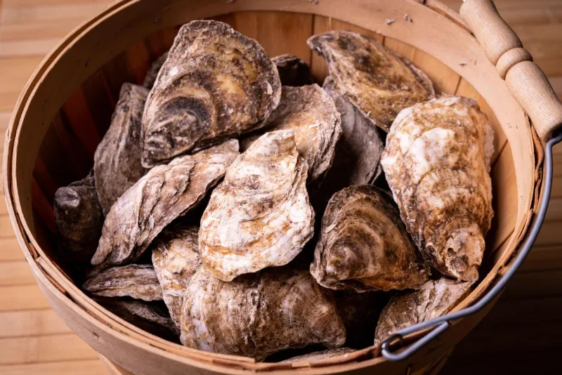 🦪 Oysters
