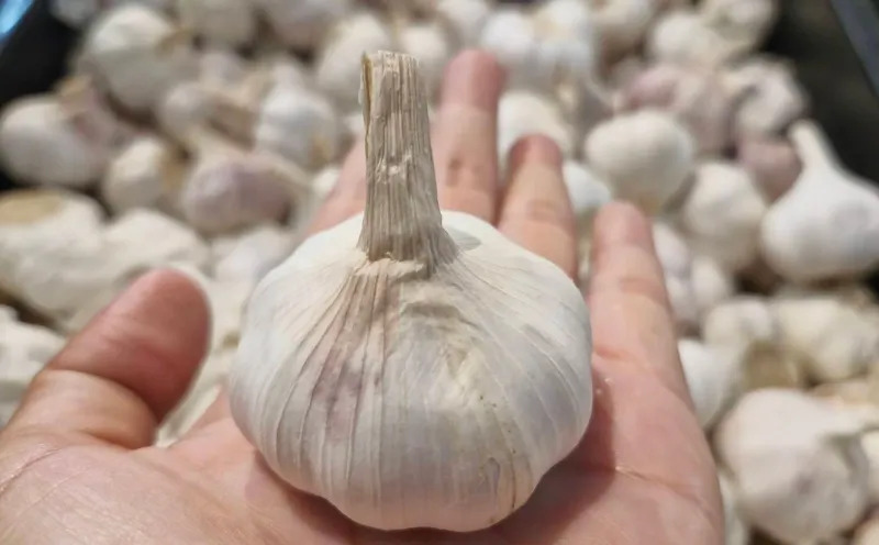 🧄 Garlic 1