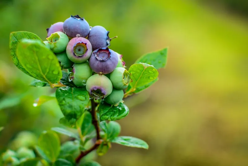 🫐 Blueberries